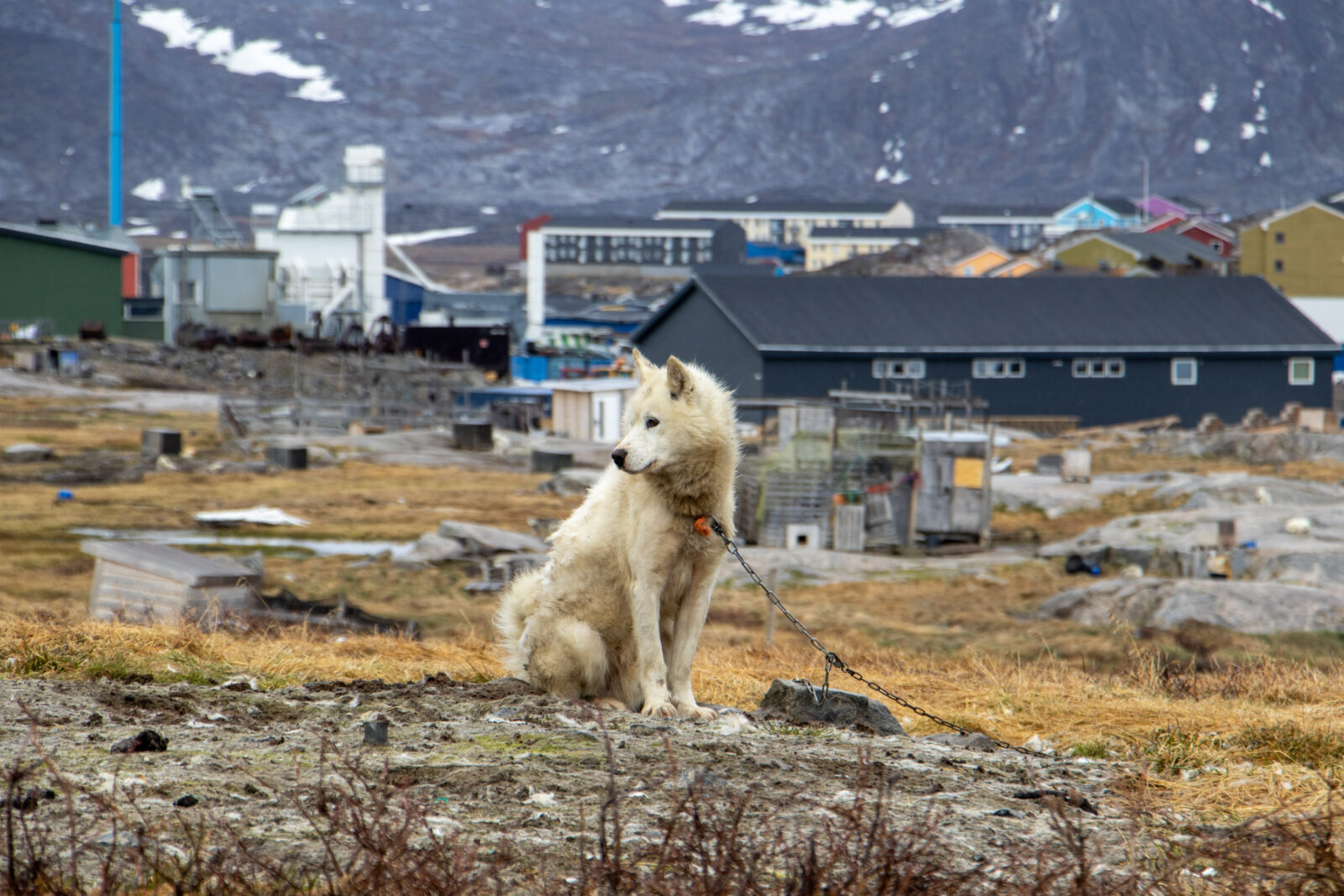 Dogs in Ilulissat